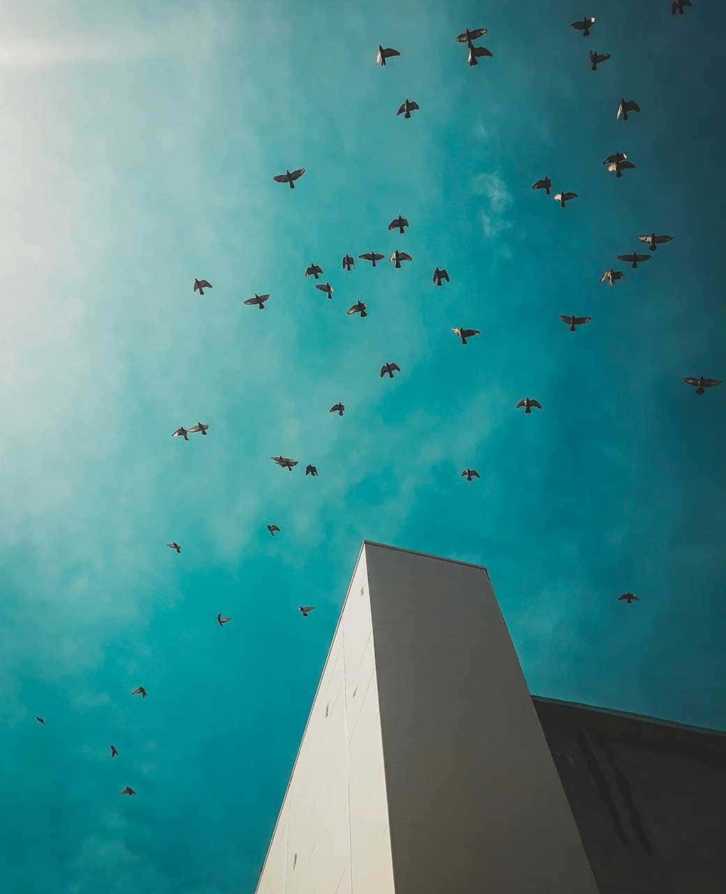 Vista del cielo con pájaros volando y punta edificio moderno